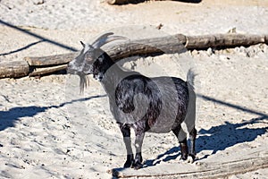 West African pygmy goat. Mammal and mammals. Land world and fauna. Wildlife and zoology