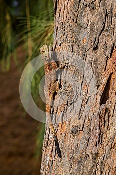 West African Rainbow Lizard - Agama africana