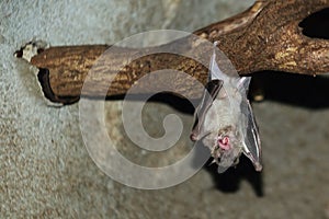 West African rousette