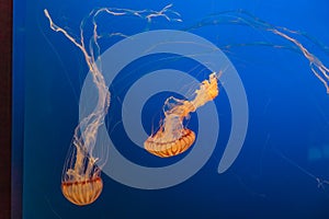 West African Sea Nettles in Omaha Henry Doorly Zoo