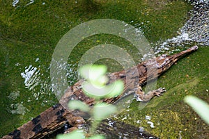 West African Sender-Snouted Cocodile Mecistops Cataphractus