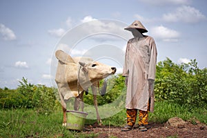 West African Sheperd Watering His Animals At A Natural Pool During The Rainy Season