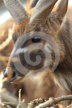 West African sitatunga