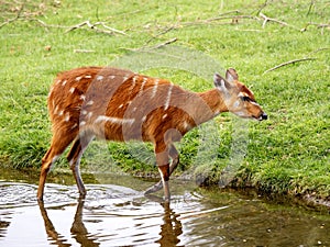 the West african Sitatunga, Tragelaphus spekei gratus, is grazing on green grass