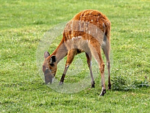 the West african Sitatunga, Tragelaphus spekei gratus, is grazing on green grass