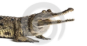 West African slender-snouted crocodile, 3 years old, isolated