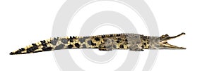 West African slender-snouted crocodile, 3 years old, isolated