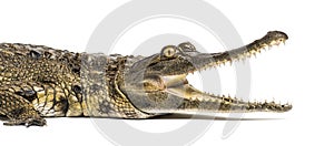 West African slender-snouted crocodile, 3 years old, isolated