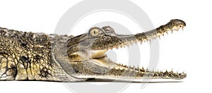 West African slender-snouted crocodile, 3 years old, isolated photo