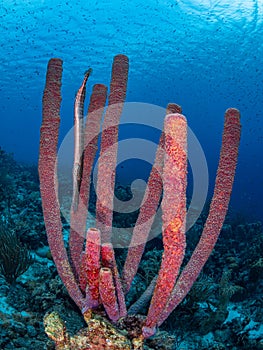 West Atlantic trumpetfish, Aulostomus maculatus. Bonaire, Caribbean Netherlands. Diving holiday