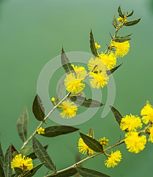 West Australia Wild Flower Season Acacia Nervosa photo