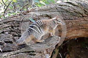 Numbat
