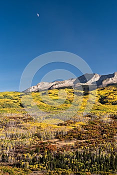 West Beckwith Mountain in the distance are embraced by golden aspen in South Western Colorado.