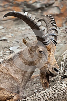 West Caucasian tur (Capra caucasica), also known as the West Caucasian ibex. photo