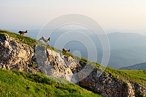 The West Caucasian tur (Capra caucasica) Beautiful mountain landscape with three running cute mountain goat