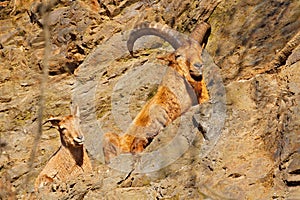 West Caucasian tur, Capra caucasica, sitting on the rock, endangered animal in the nature habitat, Caucasus Mountains, range