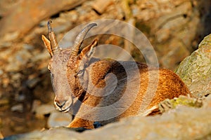 West Caucasian tur, Capra caucasica, sitting on the rock, endangered animal in the nature habitat, Caucasus Mountains, range