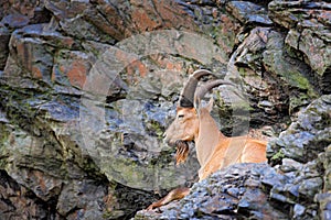 West Caucasian tur, Capra caucasica, sitting on the rock, endangered animal in the nature habitat, Caucasus Mountains, range photo