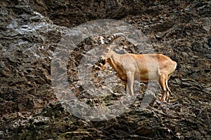 West Caucasian tur, Capra caucasica, sitting on the rock, endangered animal in the nature habitat, Caucasus Mountains, range photo