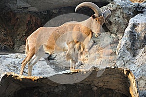 West caucasian tur goat