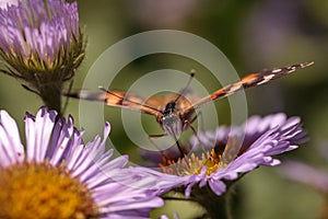 West coast lady butterfly, Vanessa annabella