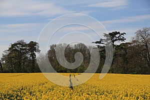 West Country Spring Flowering Rape Seed, UK