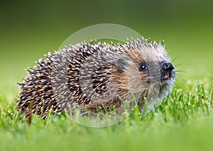 West European Hedgehog (Erinaceus europaeus) photo