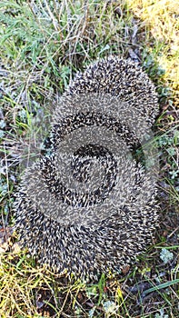 A West European hedgehog Erinaceus europaeus is hiding in the grass. Hedgehog in the spring forest