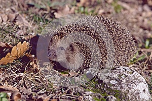 West european hedgehog photo