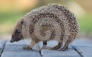 West European Hedgehog, West Europese egel, Erinaceus europaeus