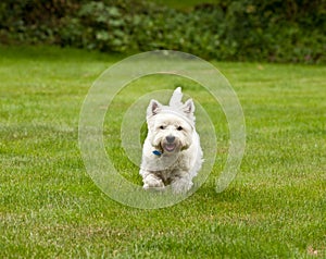 West Highland Terrier