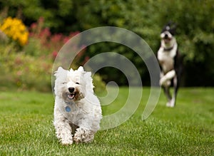 West Highland Terrier