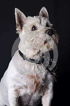 West Highland Terrier