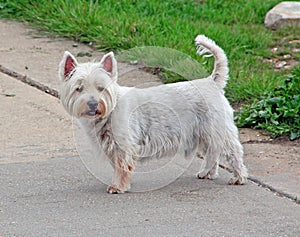 West highland terrier dog