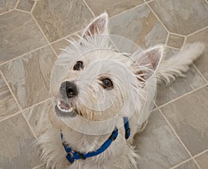 West Highland Terrier Dog Anticipating a Treat