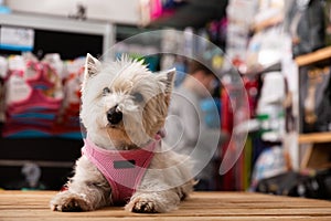 West highland terrier dog sitting in petshop