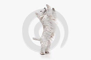 West highland terrier in front of white background