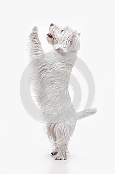 West highland terrier in front of white background