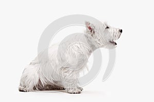 West highland terrier in front of white background