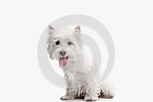 West highland terrier in front of white background