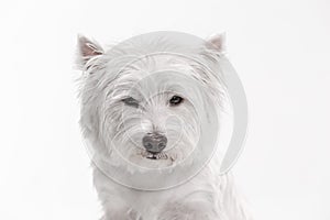 West highland terrier in front of white background