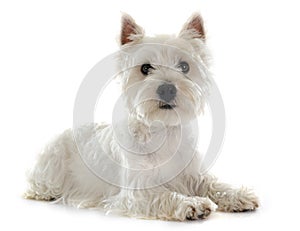 West highland terrier