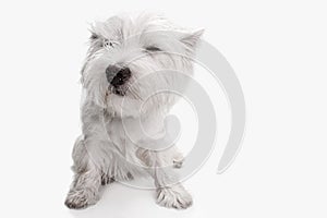 West highland terrier in front of white background