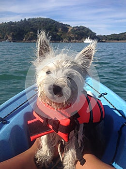 West highland terrier on kayak in lifejacket