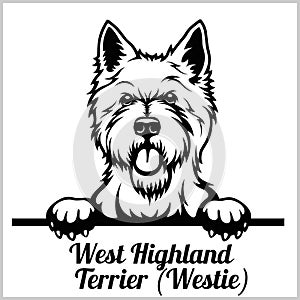 West Highland Terrier - Peeking Dogs - breed face head isolated on white