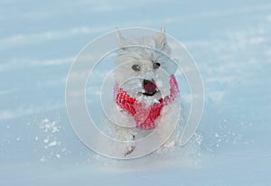 West highland terrier in snow