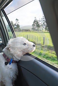 West highland terrier westie dog with head out of car window and