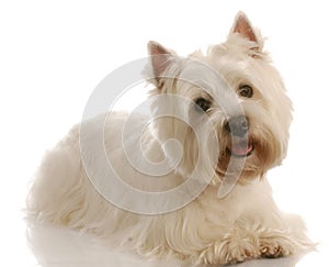 West highland white terrier