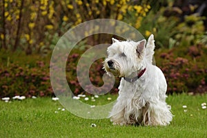 West Highland White Terrier