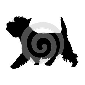 West Highland White Terrier